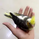فروخ كروان