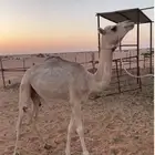 بكره هجن حقه للبيع