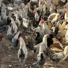 للبيع دجاج ديوك