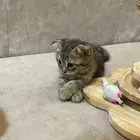 قط من نوع سكوتش فولد