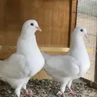 حمام فرش ابيض طبتين