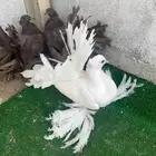 طبات رقاص هندي فواخر