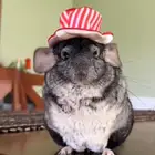 شانشيلا منتجه