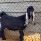 مشاريع فحول عوارض كفو صنف معرفه