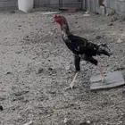 البيع ديك ودجاجة شامو ياباني فاخر