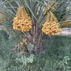 نخل للبيع جثايث نقايل برحي هلالي شيشي نخيل صقعي مجدول روثان