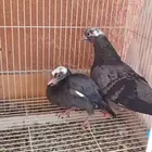 جوز صنعاوي شيبة بولده
