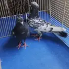 حمام باكستلني
