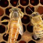 ملكة نحل ملقحه