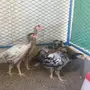 صوص فارسي - براهما - سبرايت