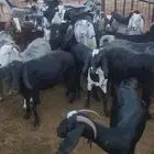 جفار للبيع
