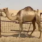 قعود مفرود للبيع