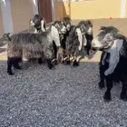 معزا عوارض اصل معرفه تعاريف قويه