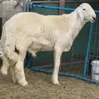 للبيع فحل حري من حلال فارس عيضه الوذيناني