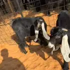 جذعتين وتيس كفو صنف معرفه تعاريف قويه