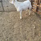 طلي حري فحل جذع