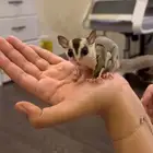 شوقر قلايدر