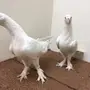 جوز تركي ابيض ( موصلي )