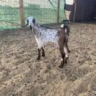 تيس داغور