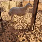 خروف فحل حري