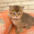 4 كيتن للتبني بمقابل رمزي