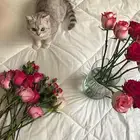 قط سكوتش ستريت