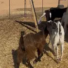 صخله جذعه مصريه