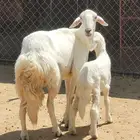 ثنيه والد للبيع