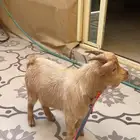 للبيع تيس قزم