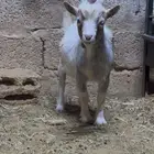 ماعز قزم