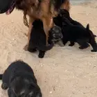 كلاب جرو جيرمان شيبرد