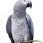 مطلوب كاسكو