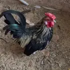 ديك بلاك سبرايت قزم للبيع