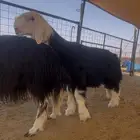 جذع نجدي (صنف) موثق نسفه