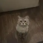 قط مفقود في خميس مشيط