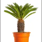 بذور نخيل السايكس