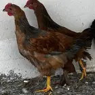 دجاج نوعين شوكي وبراهمه