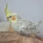 Cockateil tamed