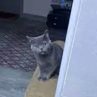 سكوتش ستريت بيور