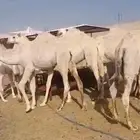 ارغب في شريك ممول ل مشروع ارباحه 80 سنويا من راس المال