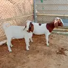 ماعز البورقت