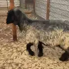 شاة عربية كفووو