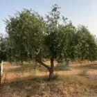 شجر زيتون مثمر للبيع