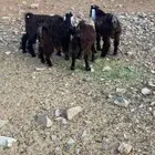 تيوس وجفار للبيع