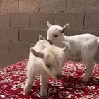 ماعز قزم بيور