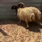 رخال نعيم بلدي