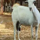 عنز بيشيه تم البيع