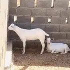 جفار بيشيه برص