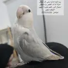 القطيف