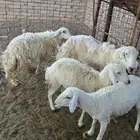 غنم للبيع